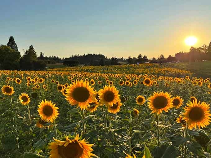 Sunflowers