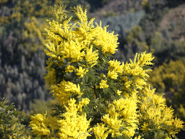 Mimosa