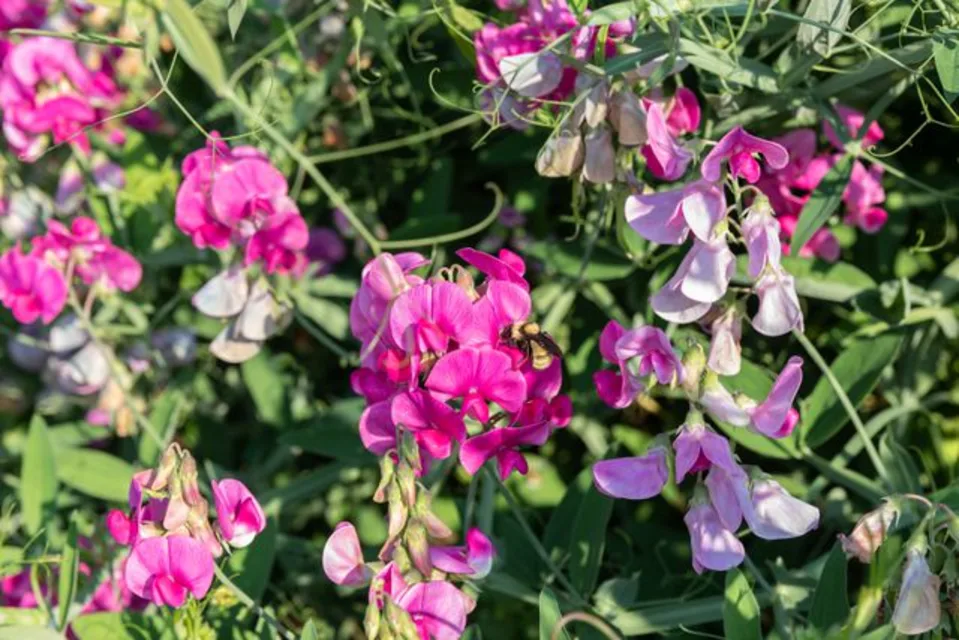Sweet Peas
