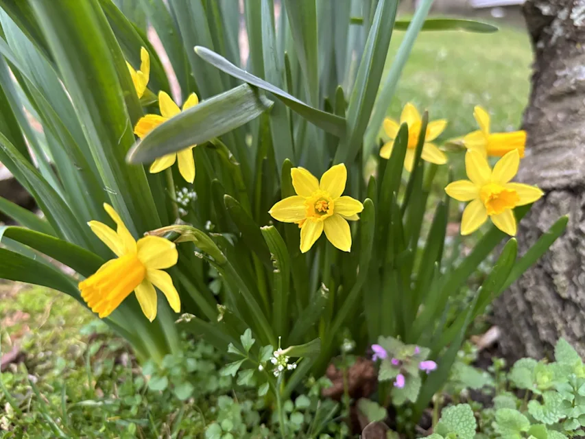  Daffodils